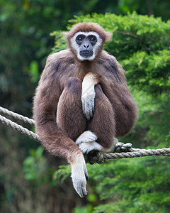 或白手盖子手腕自由野生动物雨林动物园灵长类长臂猿绳索热带哺乳动物背景图片