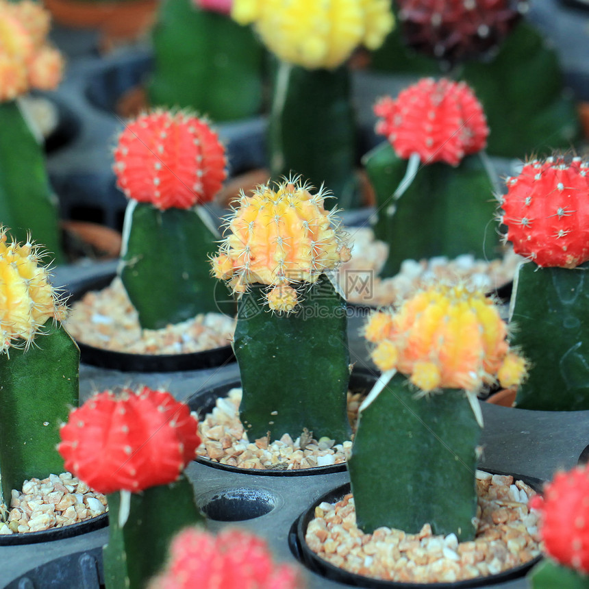 仙人掌场地叶子生长沙漠生活植物花盆热带草本植物农业图片