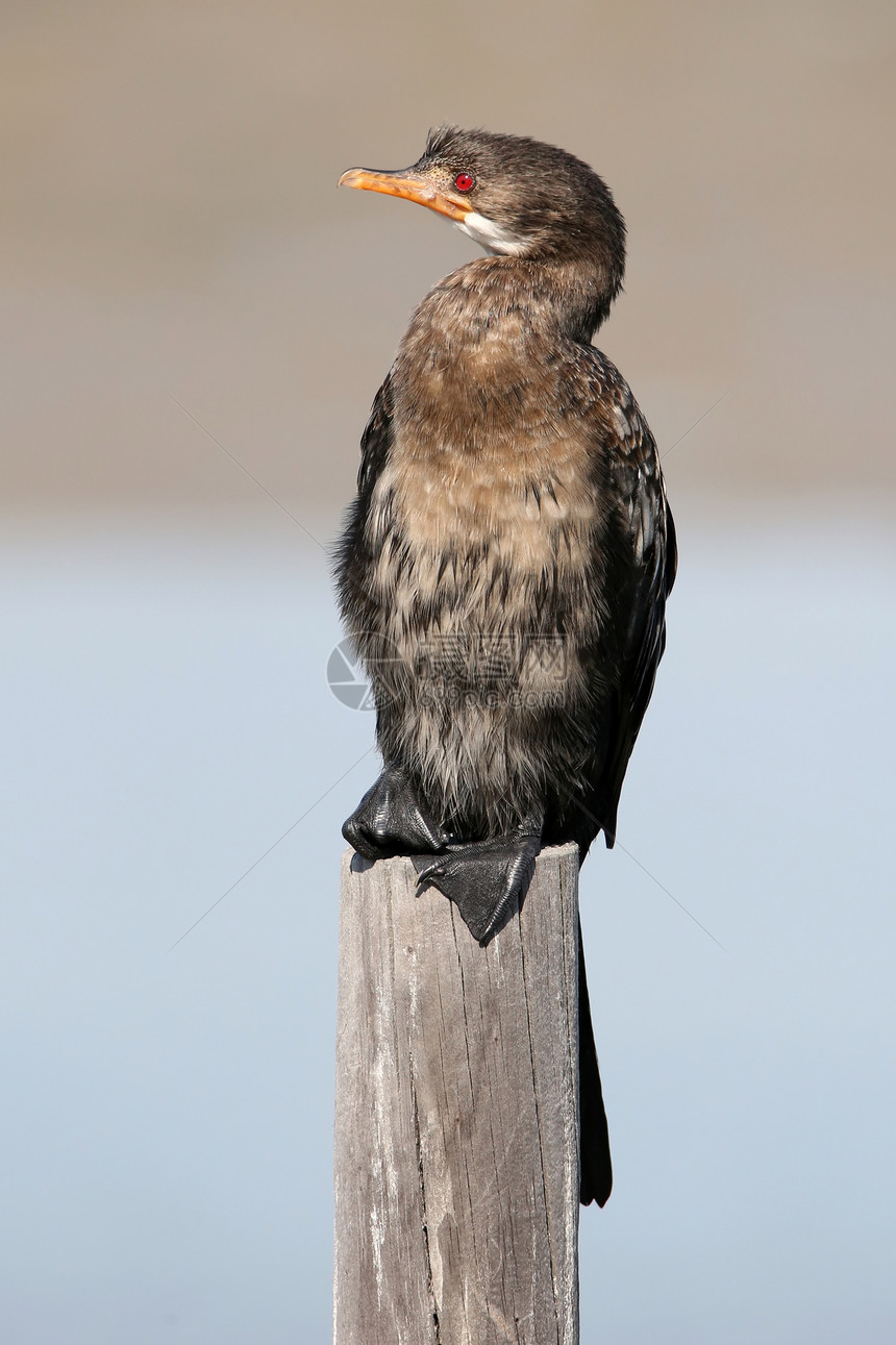 科莫龙海鸟类自然海鸟树桩鸬鹚动物群观鸟翅膀黑色荒野野生动物图片