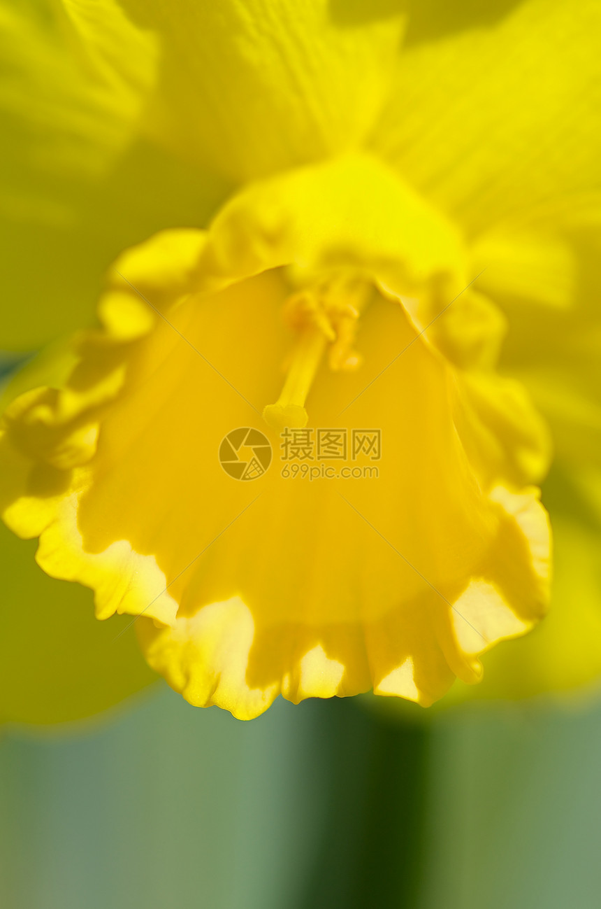 Dafododil 详细细节图片