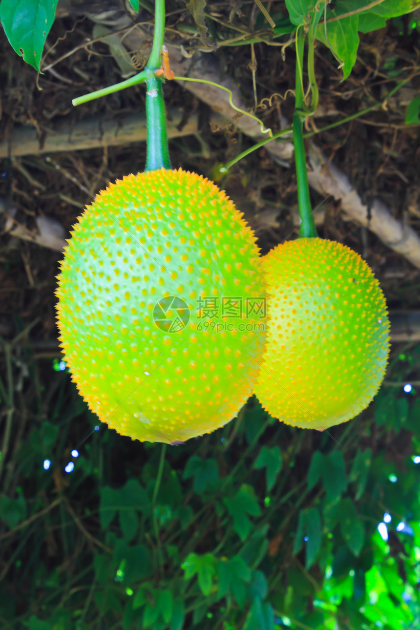 Gac水果 婴儿杰克果 甜瓜或C葫芦生产季节围栏市场食物植物绿色植物学蔬菜图片