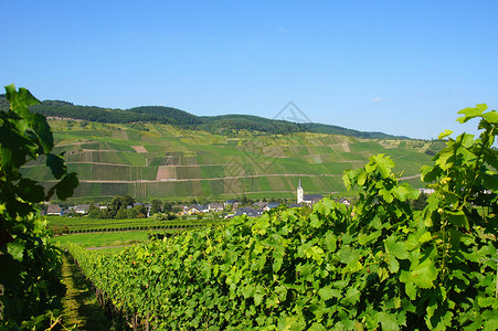 摩塞尔河上的洛斯尼希村庄风景房屋绿色葡萄园背景图片