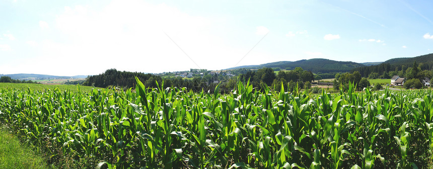 玉米田全景图片