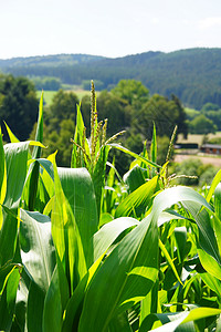 养殖植物背景图片