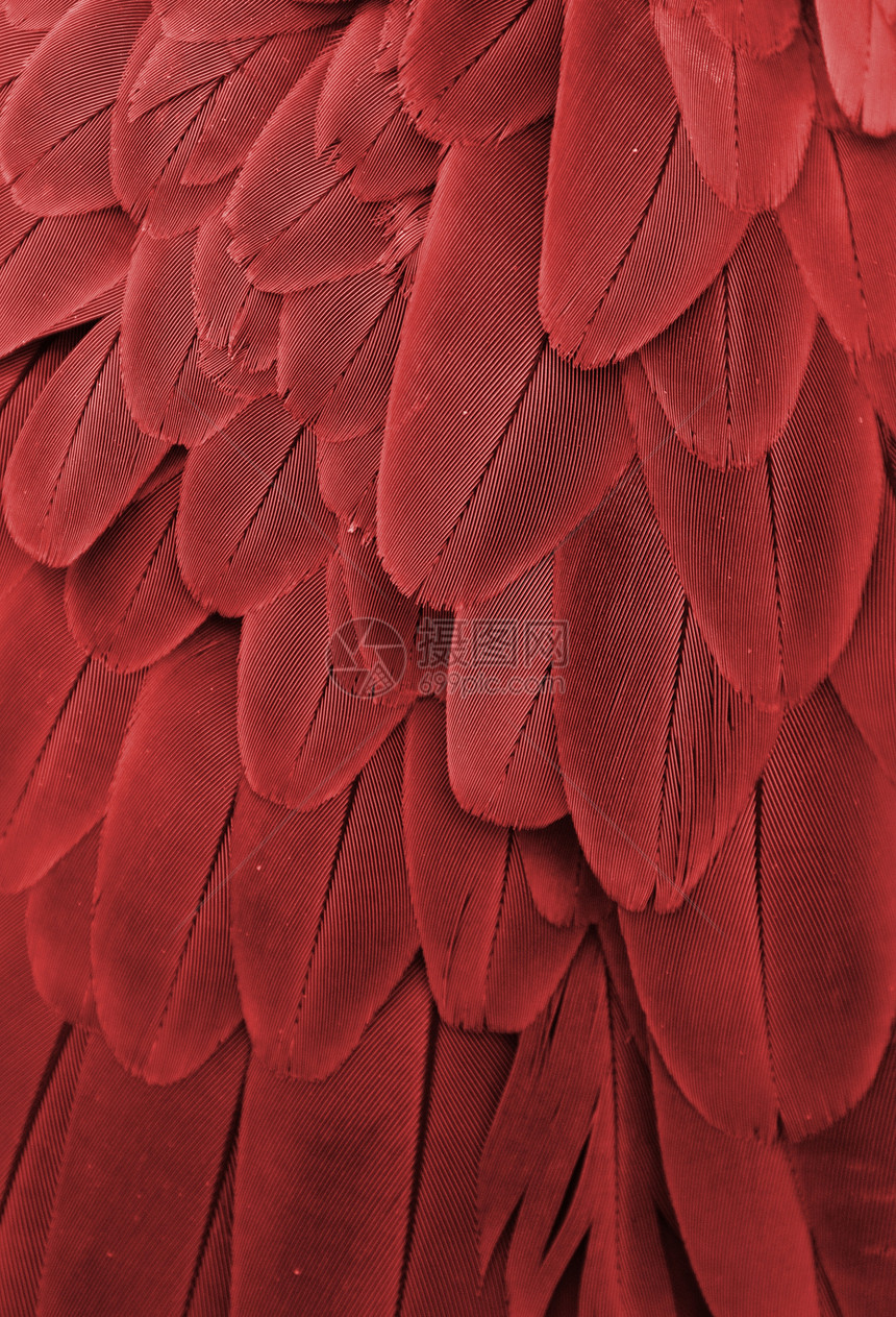 红鹦鹉羽毛宏观鸟类野生动物栗色红色金刚鹦鹉图片