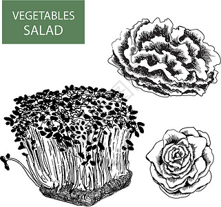 苣荬菜沙拉     一套矢量说明蔬菜饮食收藏食物火箭生活叶子农业花园生产设计图片