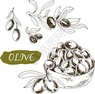 水果铅笔画Olive 一套插图插画
