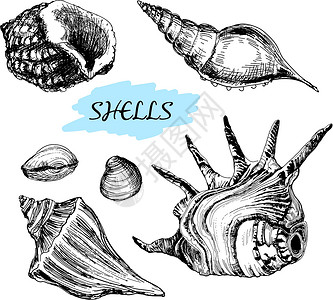 贝壳白色水族馆海滨旅行绘画墨水海岸螺旋插图扇贝背景图片
