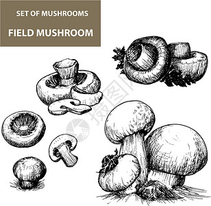 双孢子属蘑菇古董艺术场地蚀刻毒菌草地打印菌类真菌艺术品插画