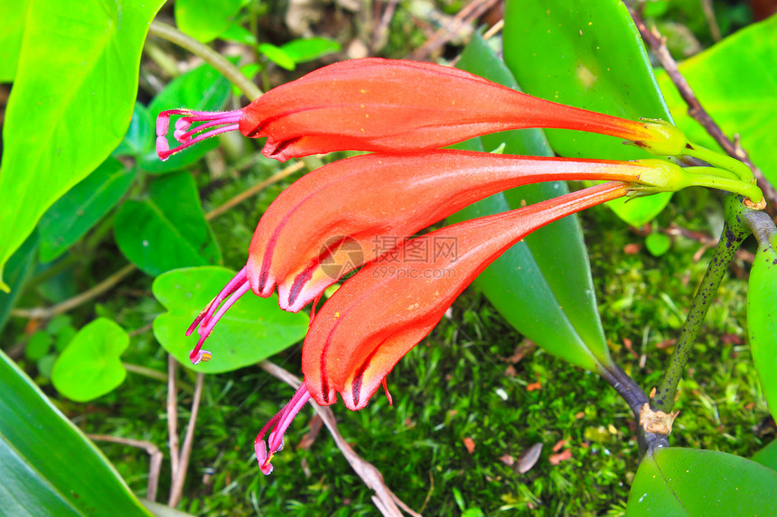 森林中的野生花植物植物群森林绒毛雌蕊宏观红色生长季节性白皮书图片