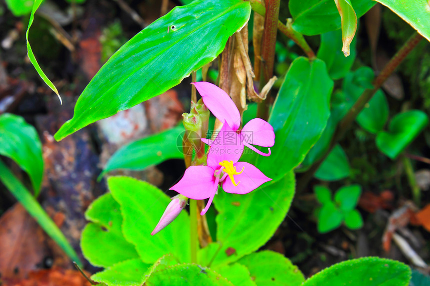 森林中的野生花宏观森林热带紫色生长季节性植物群植物绒毛雌蕊图片