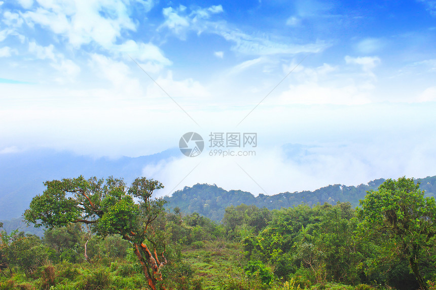 雾海以森林为前景 这里位于开河中橙子全景天空木头环境农村松树季节国家天气图片