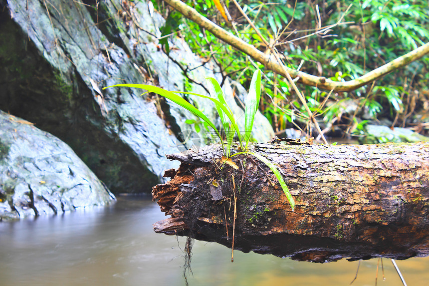 树木和石的苔人行道波浪银行下雨天水位蕨类叶子溪流岩石小路图片