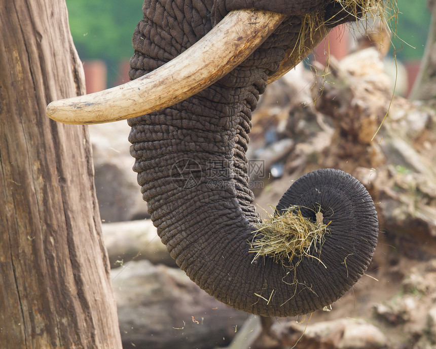 食草大象野生动物灰色树干动物绿色荒野獠牙力量黏土图片
