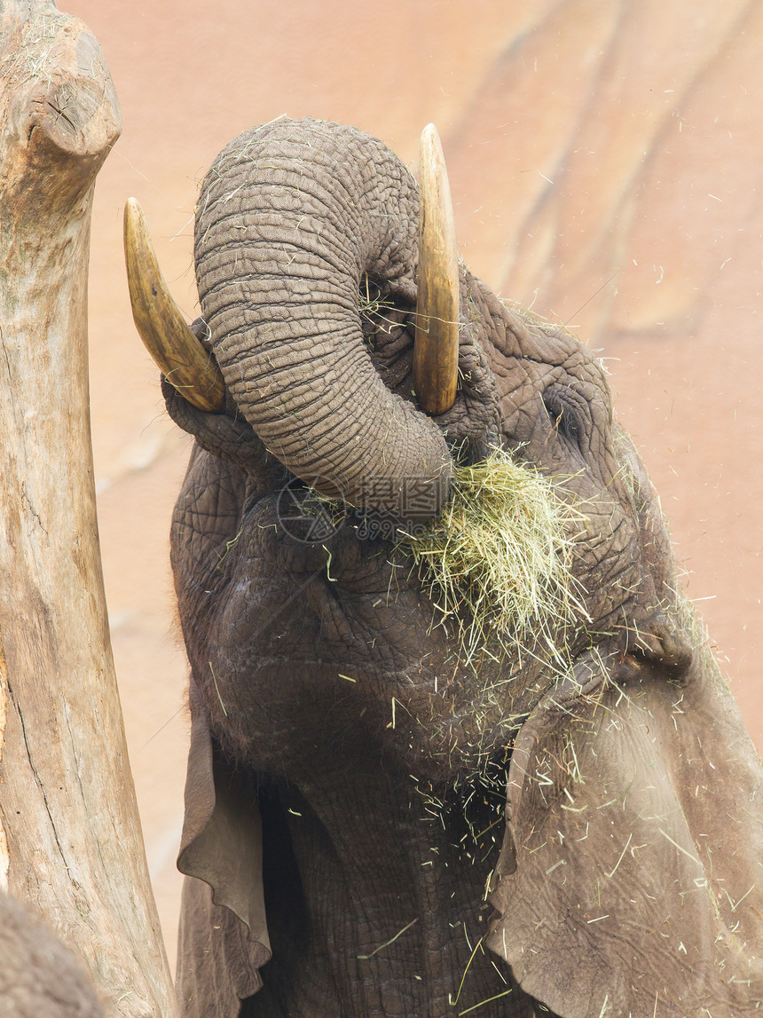 食草大象獠牙荒野动物黏土灰色力量绿色野生动物树干图片