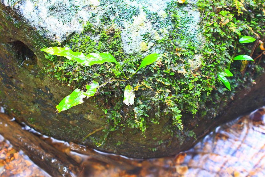 树木和石的苔山毛榉季节银行下雨天巨石苔藓流动峡谷石头橙子图片