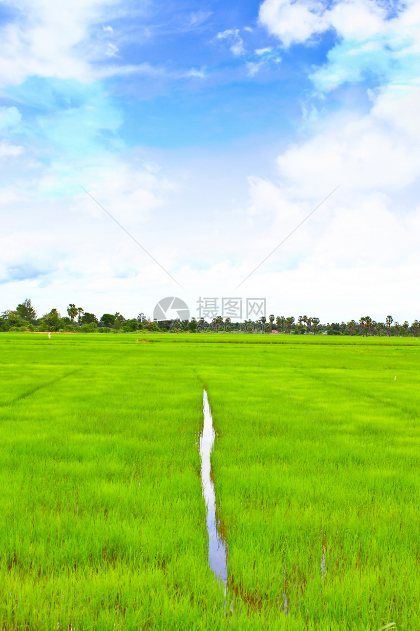 蓝天的稻田金子天空谷物食物粮食种子收成季节蓝色生长图片