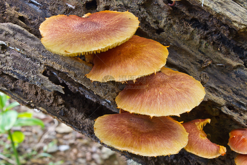 在森林一棵活树上生长的蘑菇多孔孢子木头树干宏观寄生虫荒野季节树桩菌类图片
