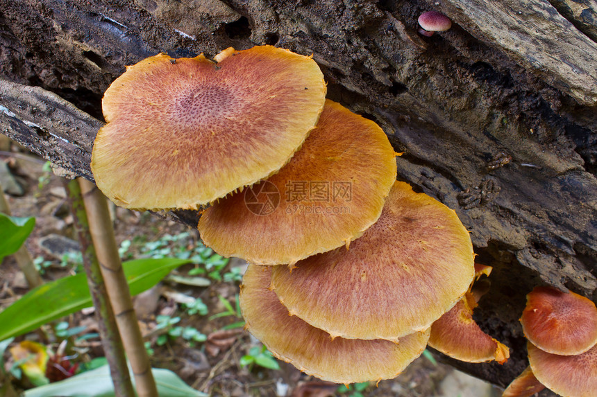 在森林一棵活树上生长的蘑菇多孔荒野树干木头季节孢子木材菌类架子宏观图片
