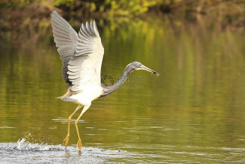 三色 Heron Egretta三色 飞行荒野苍鹭动物野生动物白鹭涉水图片