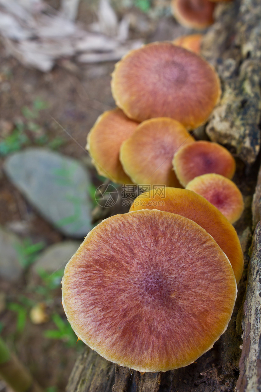 在森林一棵活树上生长的蘑菇寄生虫木头荒野树桩季节木材架子树干宏观菌类图片