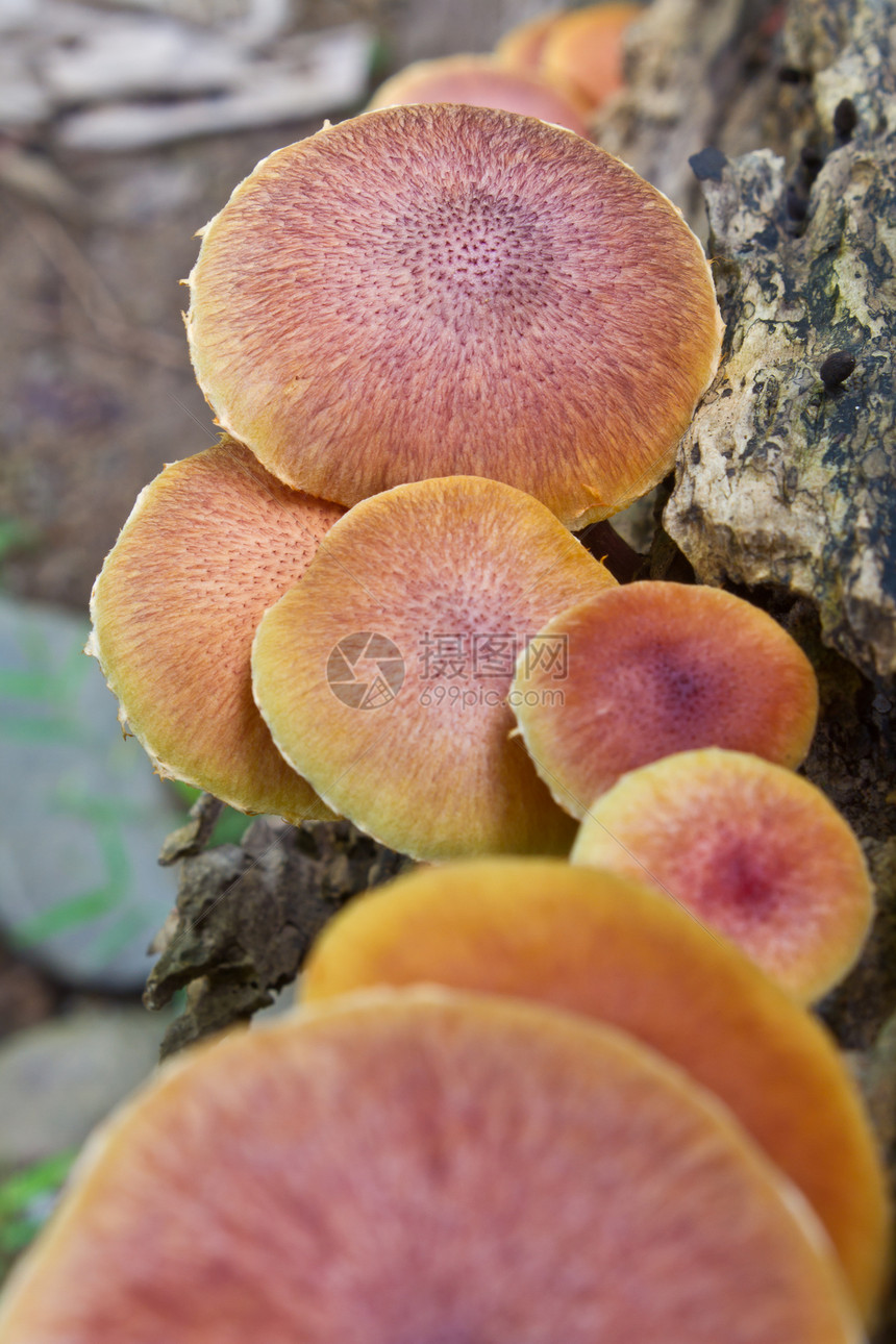 在森林一棵活树上生长的蘑菇木头多孔架子树桩宏观菌类寄生虫荒野木材树干图片