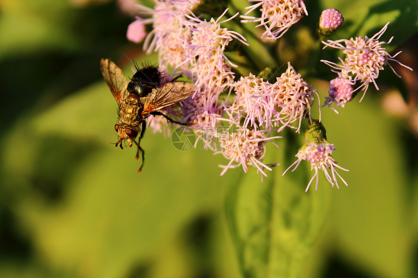 蜜蜂授粉粉色紫色野生动物花粉昆虫图片
