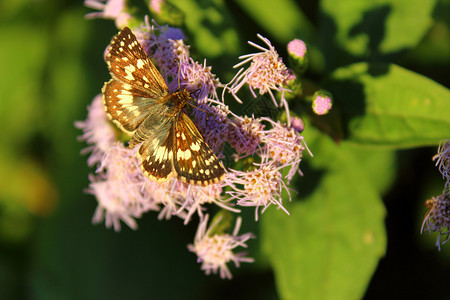 蝴蝶粉色昆虫紫色花粉翅膀背景图片