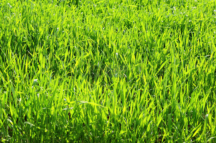 绿草地高尔夫球土地游戏草皮环境场地植物院子运动足球图片