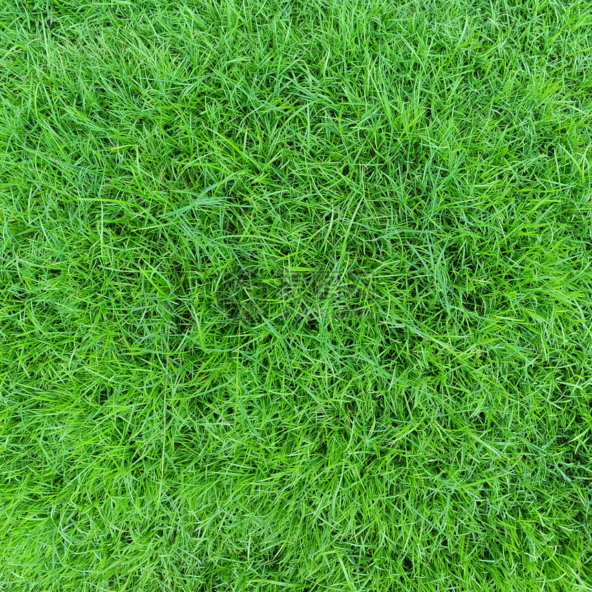 青草植物环境场地草地绿色草皮图片