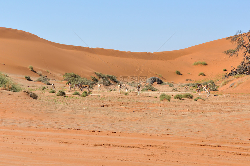 在索苏夫莱附近的沙丘之间图片