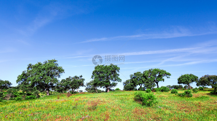 绿草田地景观农业蓝色风景地平线黄色乡村天空农场城市绿色图片