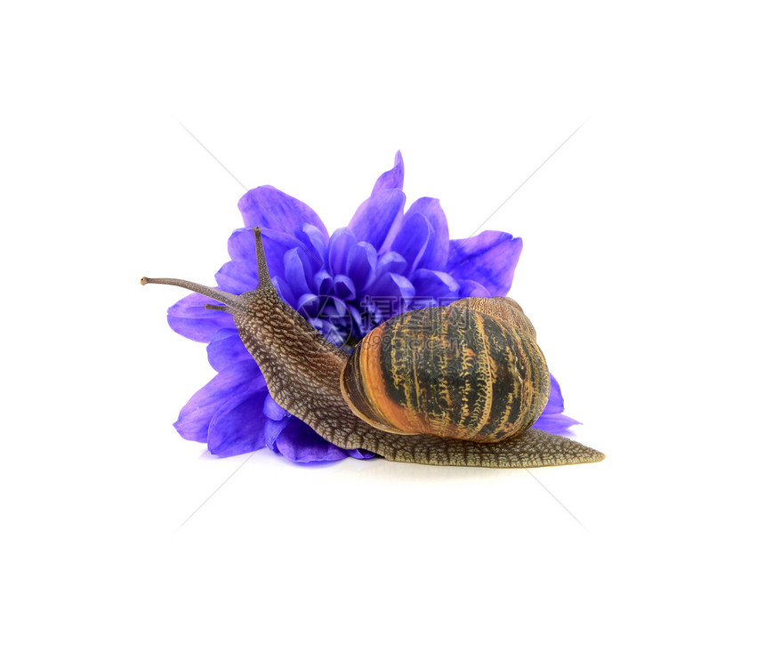 花园害虫 蜗牛 吃蓝菊花图片