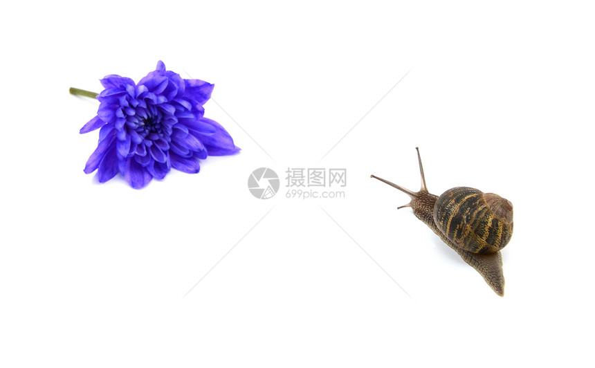 花园蜗牛向远处的蓝色花朵走去图片