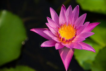 紫色荷花紫莲花百合宏观季节花店公园荷花紫花花瓣植物树叶背景