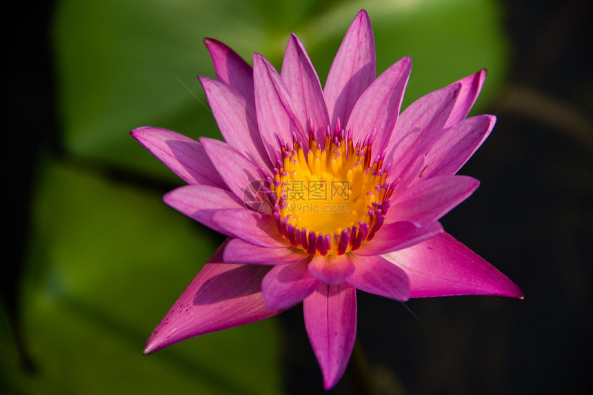 紫莲花热带百合蓝色紫色紫花树叶荷花季节宏观食物图片