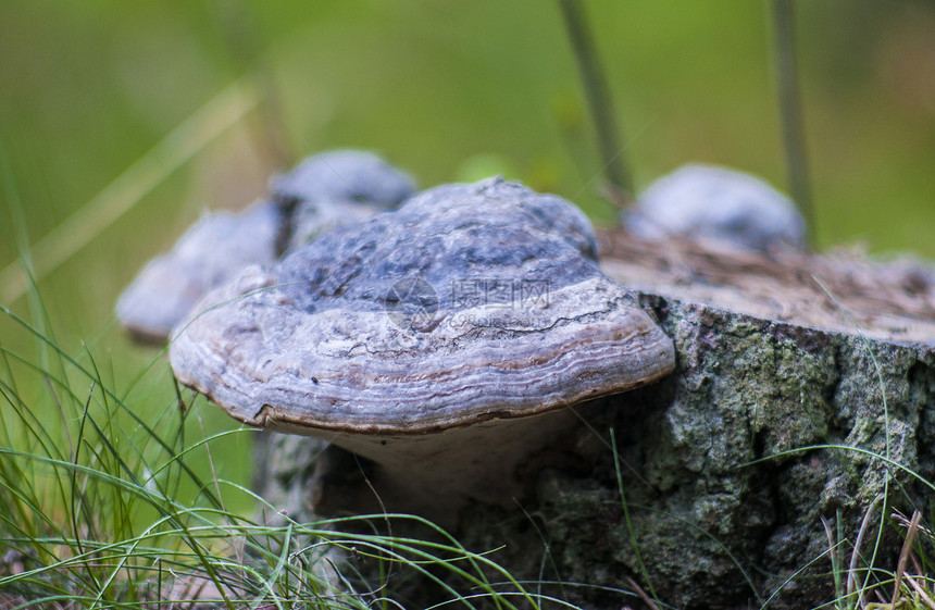 Ganoderma 明亮蘑菇图片