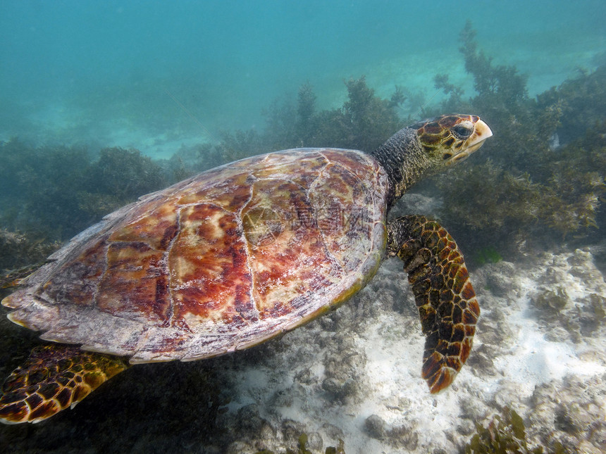 水下海龟野生动物荒野尺寸爬虫生活动物动物群游泳图片