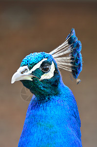 孔雀蓝头男性蓝色羽毛野生动物背景图片