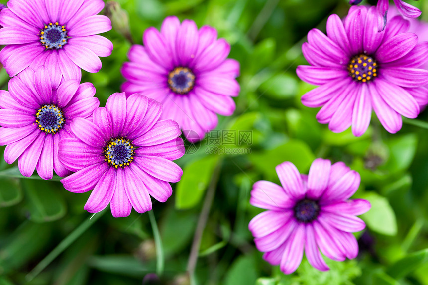 花园里的粉红色花朵草地卡片雏菊花束紫色太阳植物公园荒野场地图片