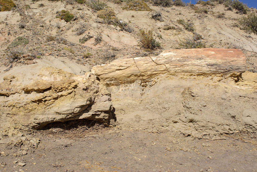 巴塔哥尼亚的石化木材公园荒野木头地质学风景干旱沙漠石头矿物植物学图片