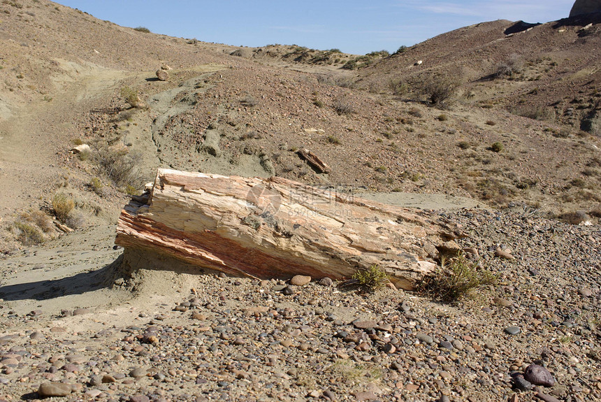 巴塔哥尼亚的被石化森林沙漠国家公园矿物地质学树干化石荒野植物学石头图片