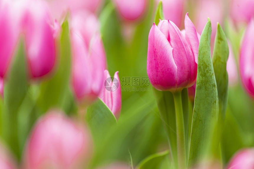 粉色郁金花背景展示郁金香庆典作品植物花瓣花束紫色妈妈们生日图片