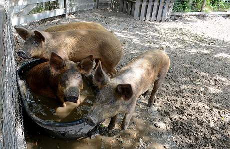 猪在猪圈里打水背景图片
