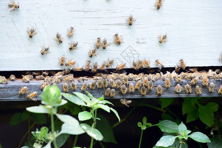 蜜蜂养蜂业树林企业热带蜂蜜养蜂农场蜂巢昆虫蜂房背景图片