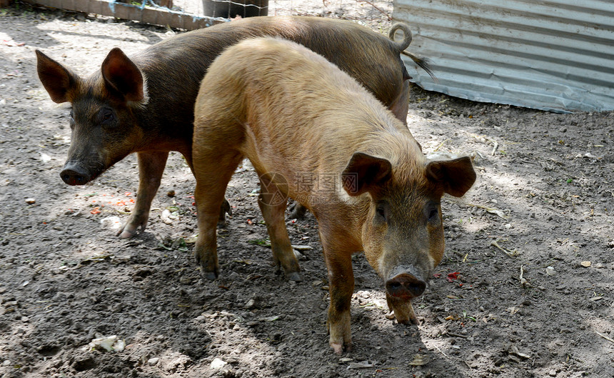 两只猪鼻子棕色公猪国家哺乳动物家畜动物猪圈图片