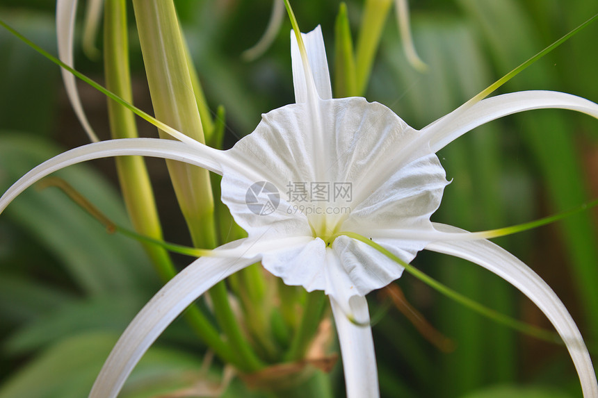 白蜘蛛百丽花压痛蜘蛛热带植物宏观百合绿色花瓣腐烂树叶图片