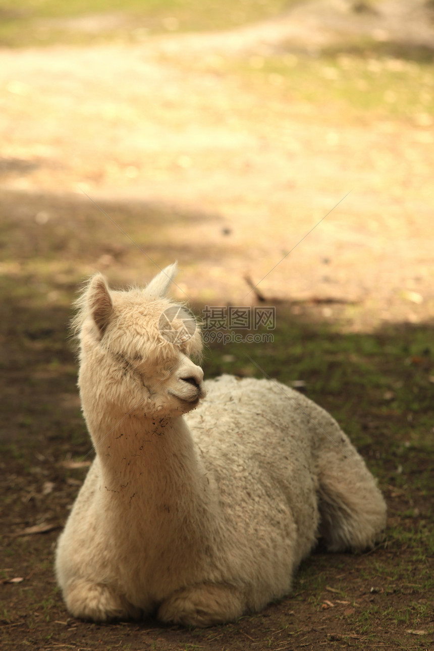 阿尔帕卡卷曲荒野羊肉耳朵动物园鼻子动物头发骆驼脖子图片