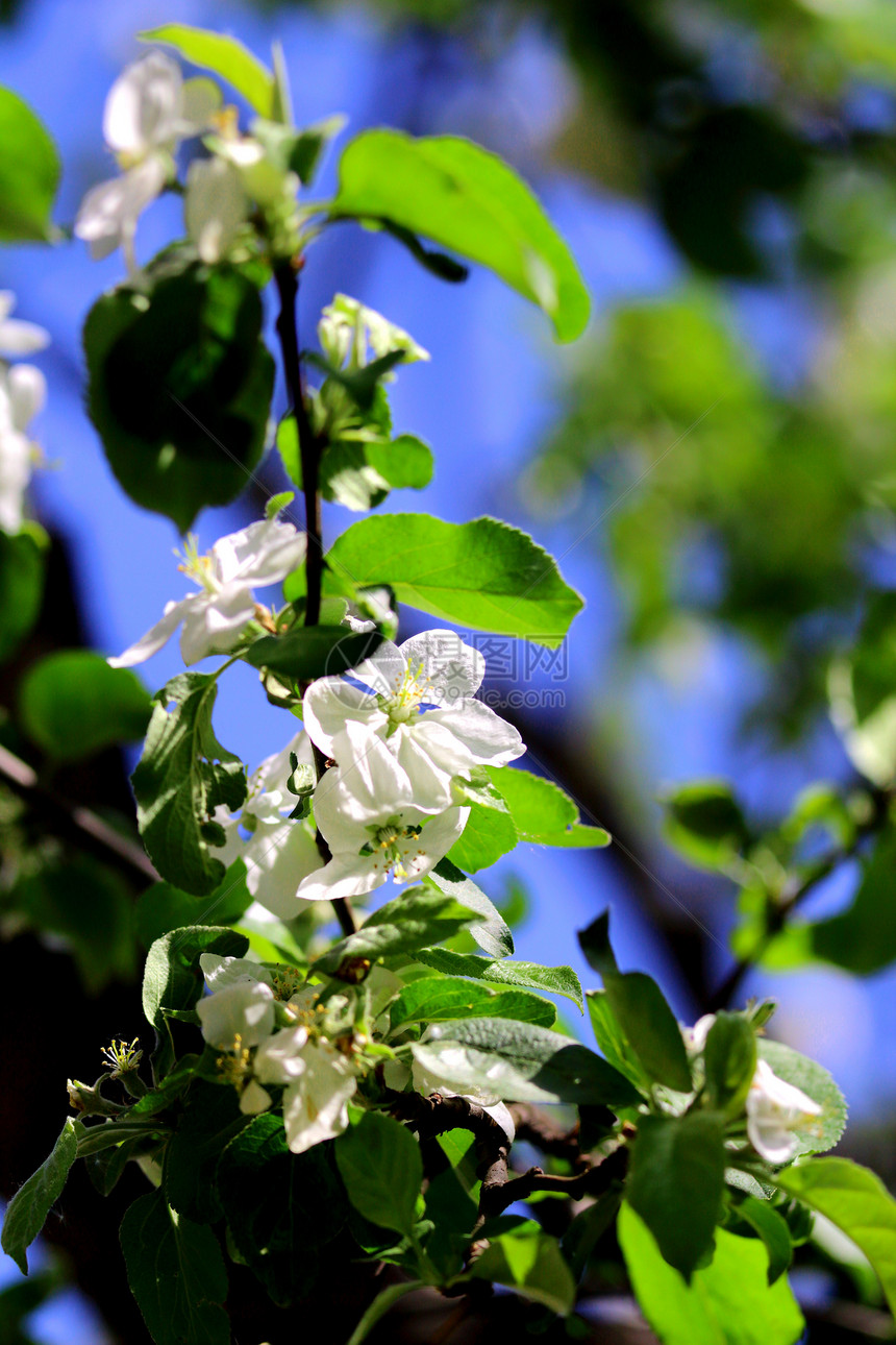 苹果树白花植物团体绿色场景宏观季节花束蓝色摄影照片图片