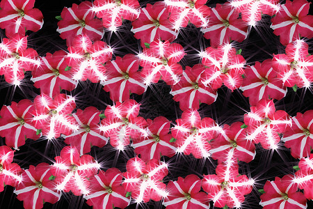 黑色背景的粉红花纹粉色植物星星红色条纹区系辐射花瓣白色瓷砖背景图片